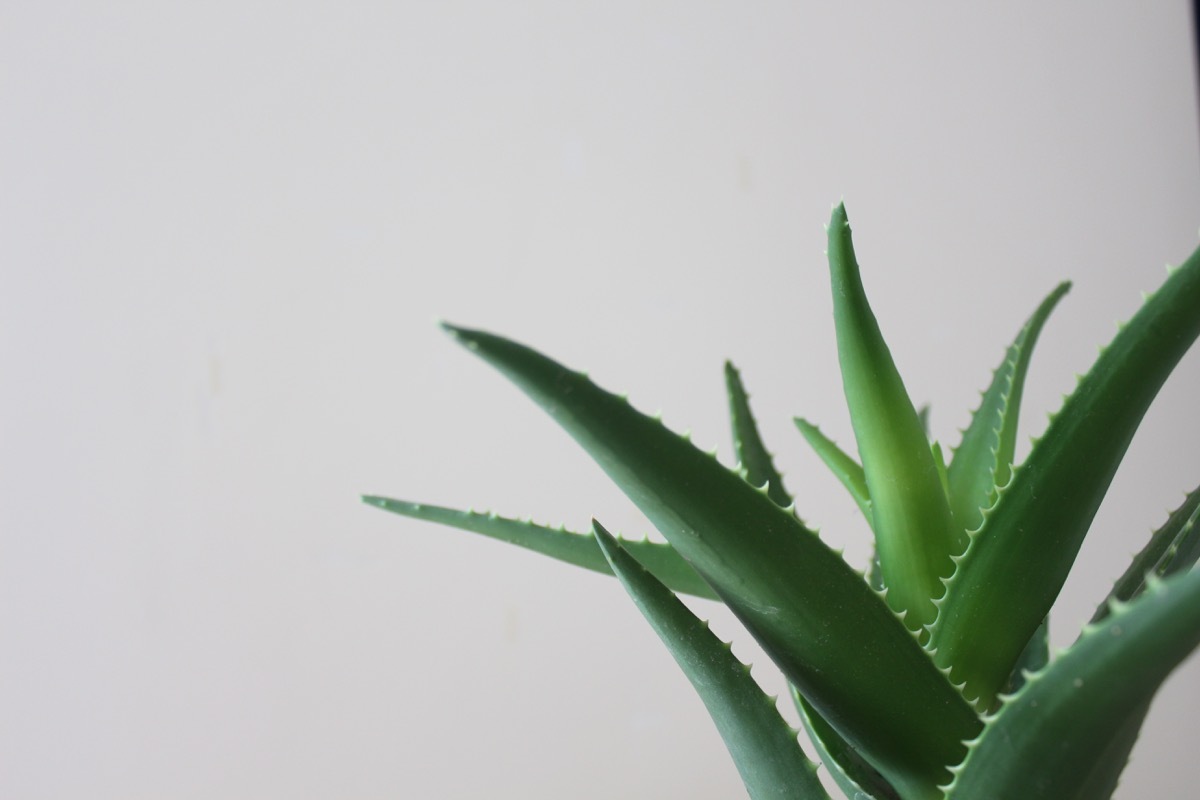 Aloe vera