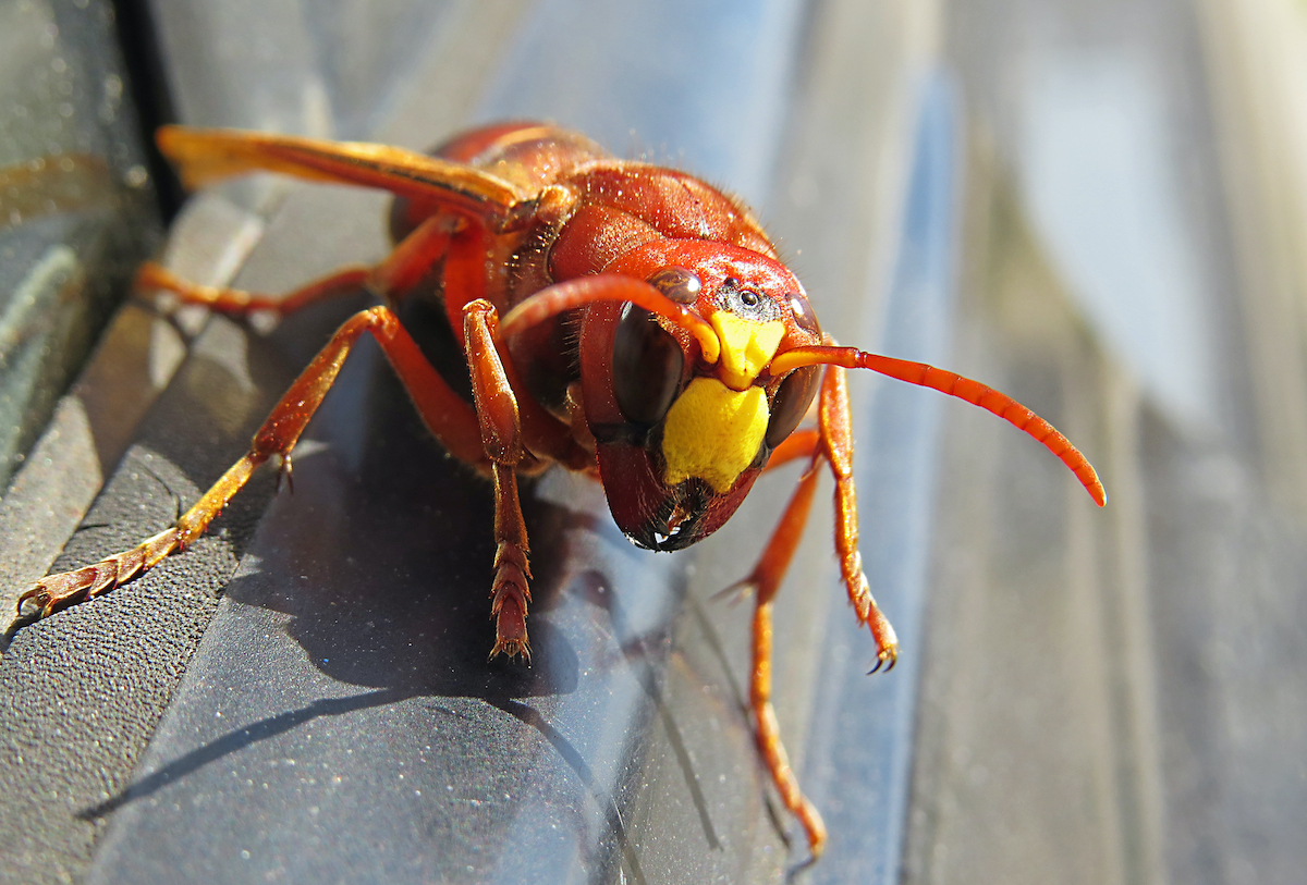 murder hornet on door of car