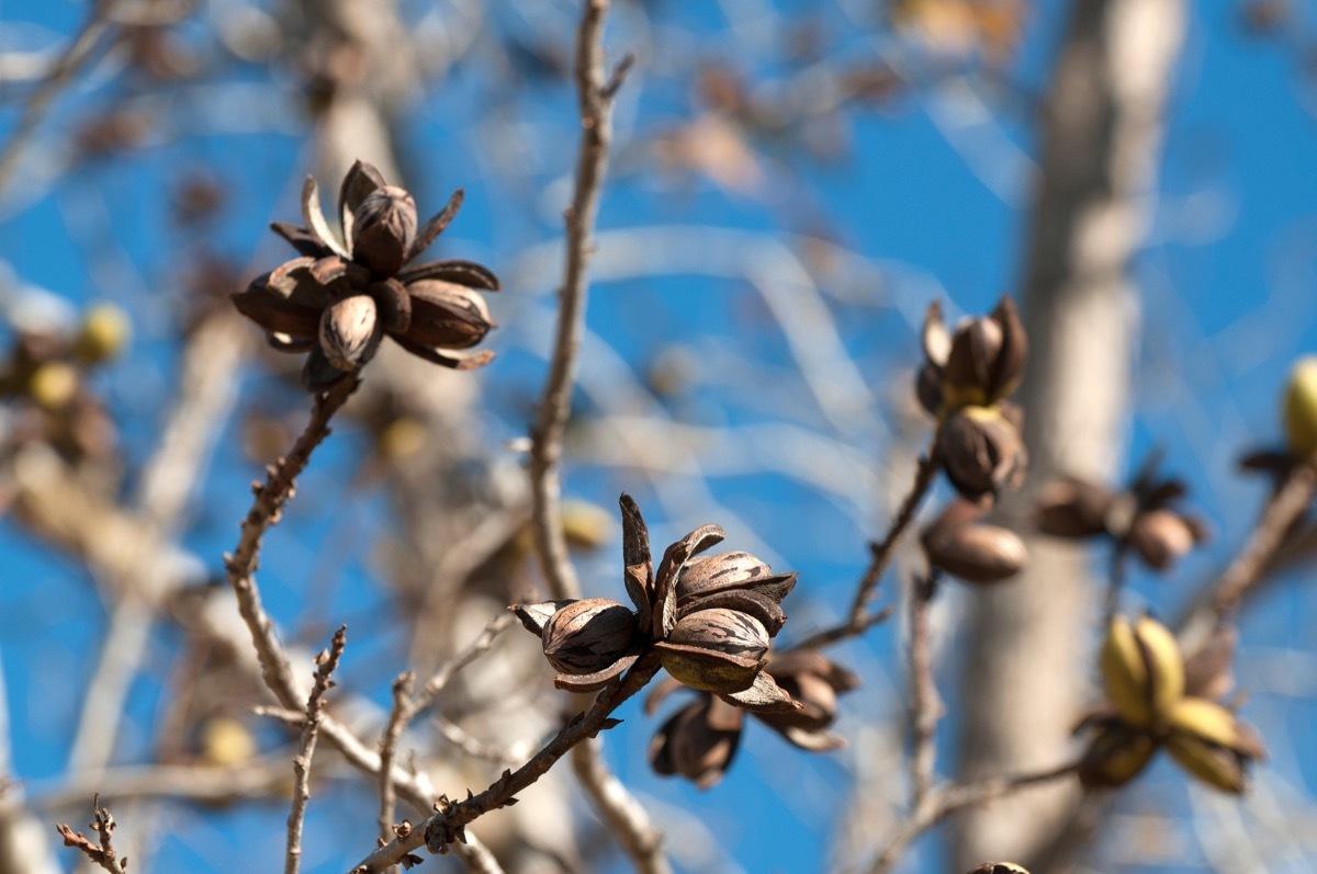 pecan tree, most common street names, texas