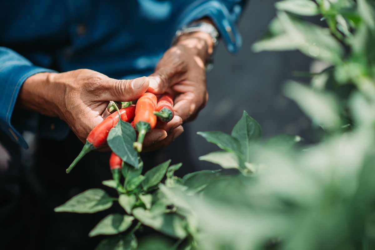 farmer harvesting at chilli field