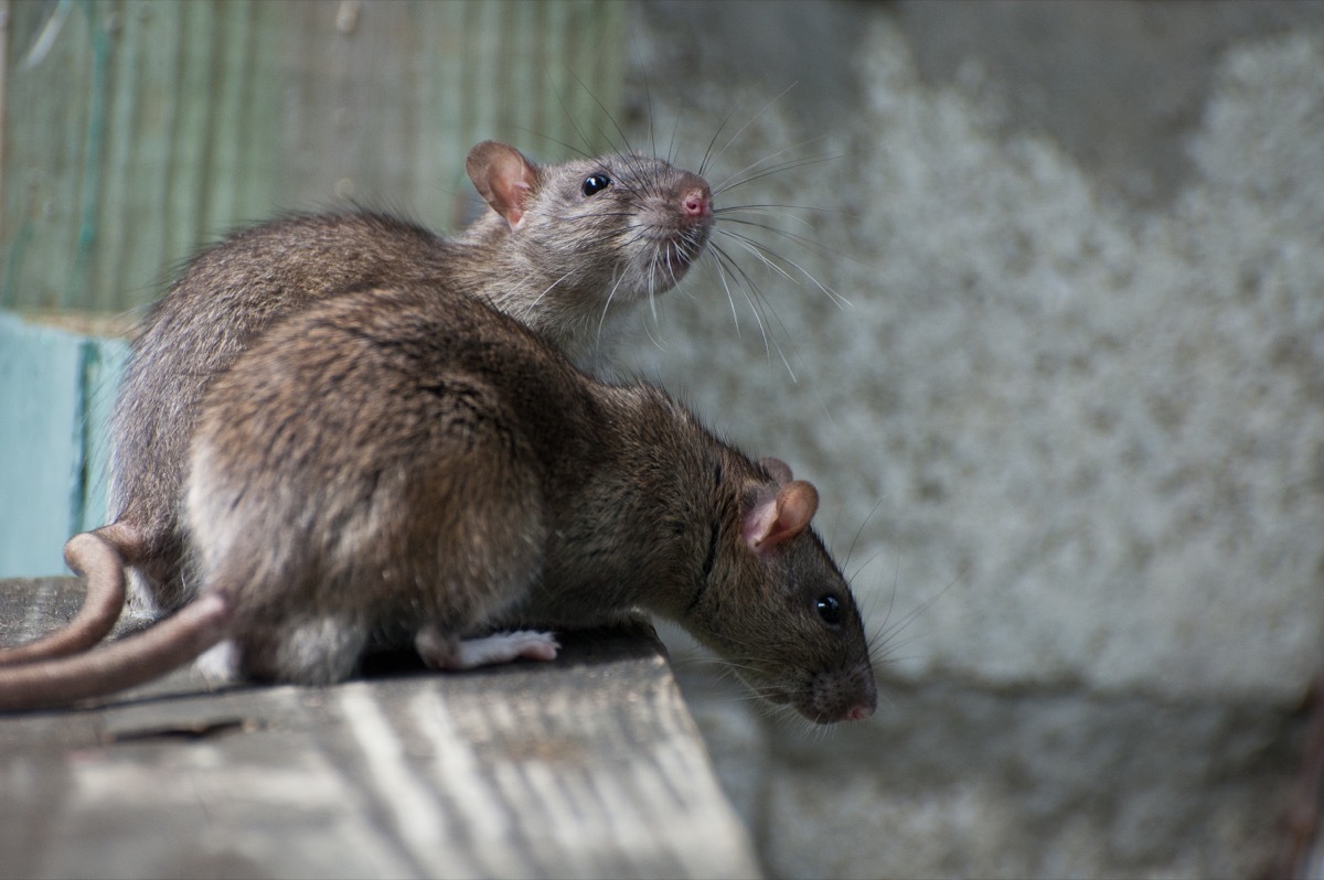 pair of rats