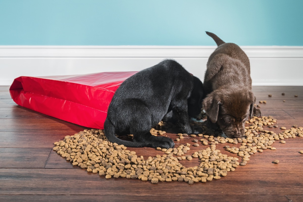 Two cute adorable 5 week old Labrador Retriever puppies, one Black and one Chocolate eating from a spilled red paper bag of dog food that spilled on the floor. There is kibble scattered on the hardwood floor with a white baseboard and green wall in the background