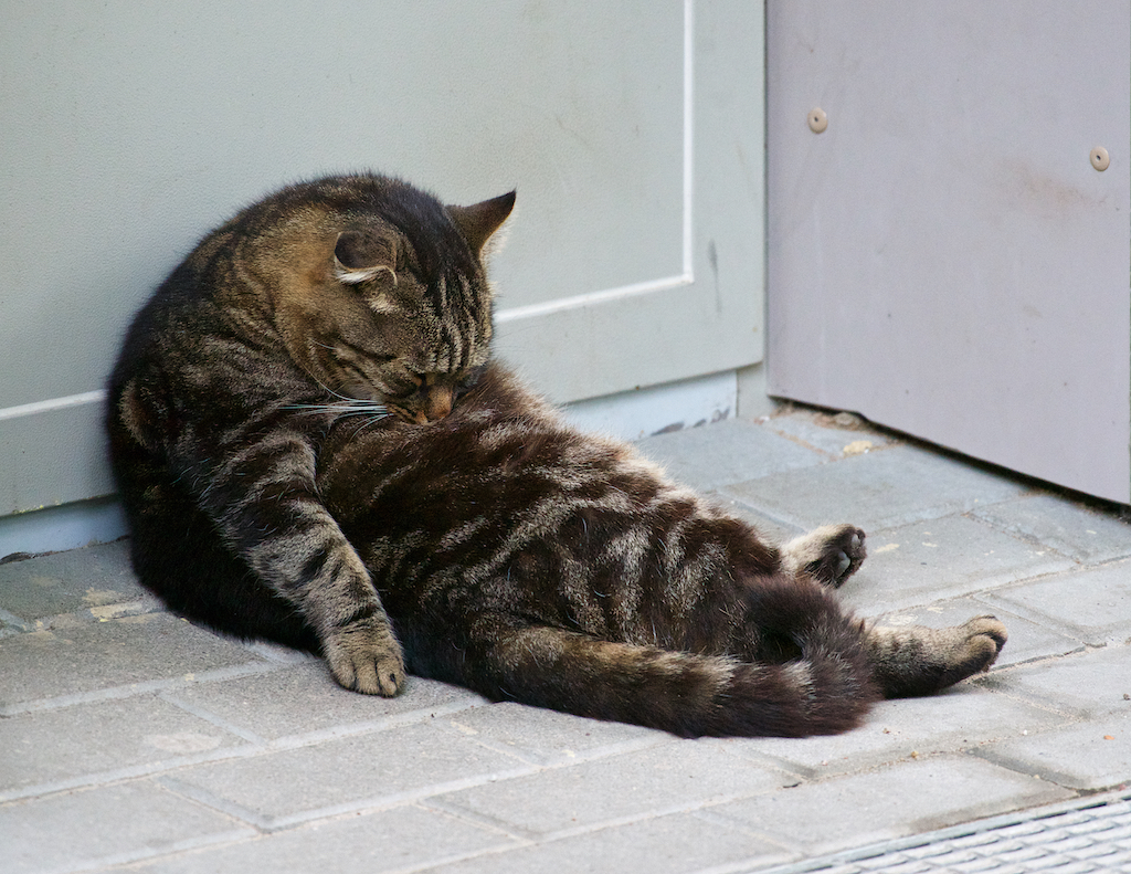 sleeping cat