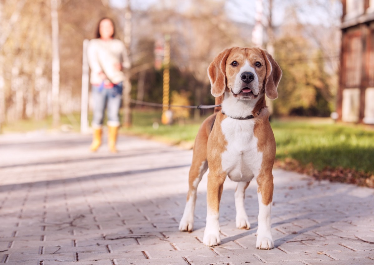 dog on a walk