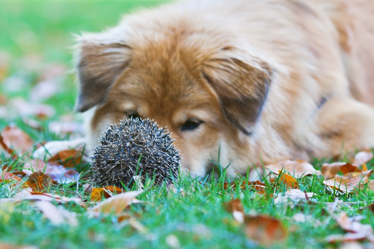 dog and hedgehog just hanging out