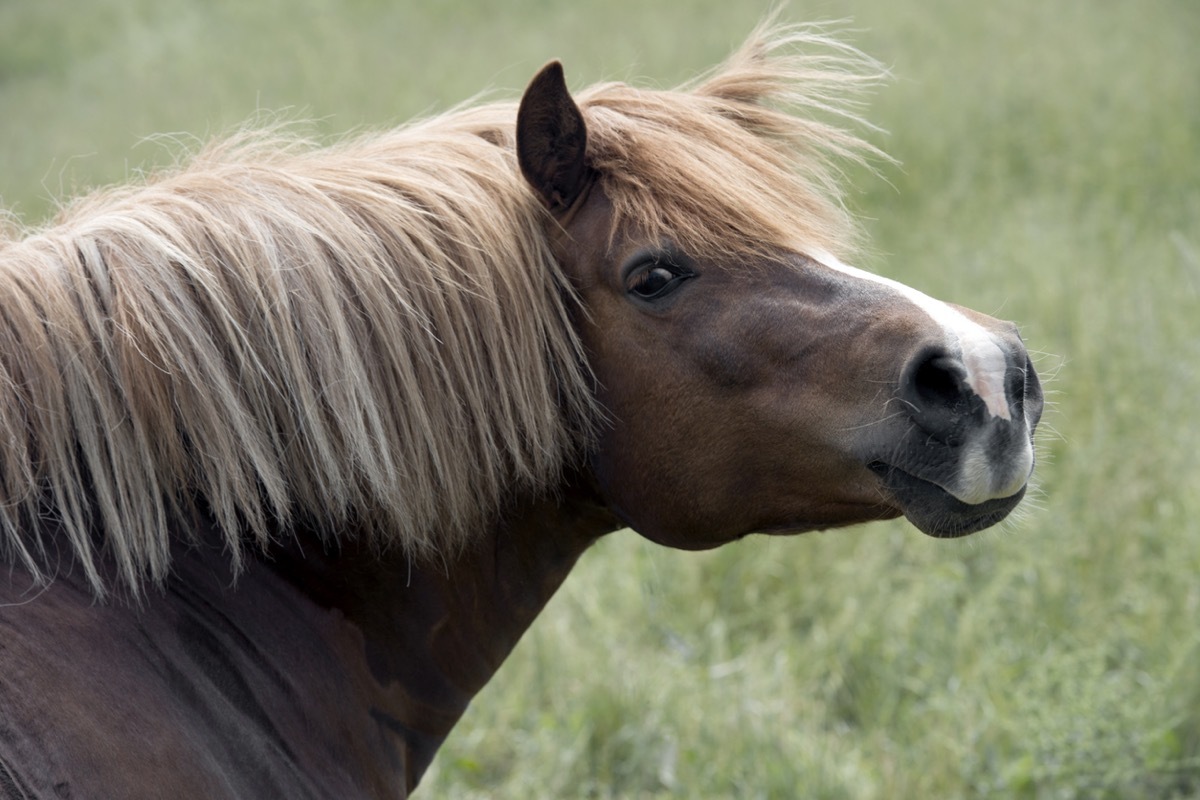 horse looking back at the camera