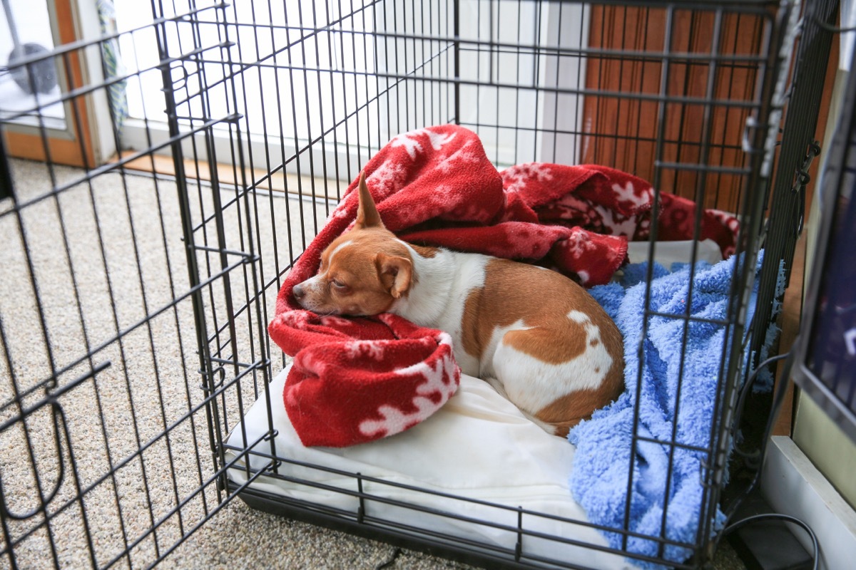 happy chihuahua sleeping in crate