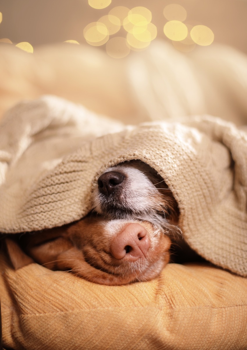 dogs asleep under blanket photos of snoozing dogs