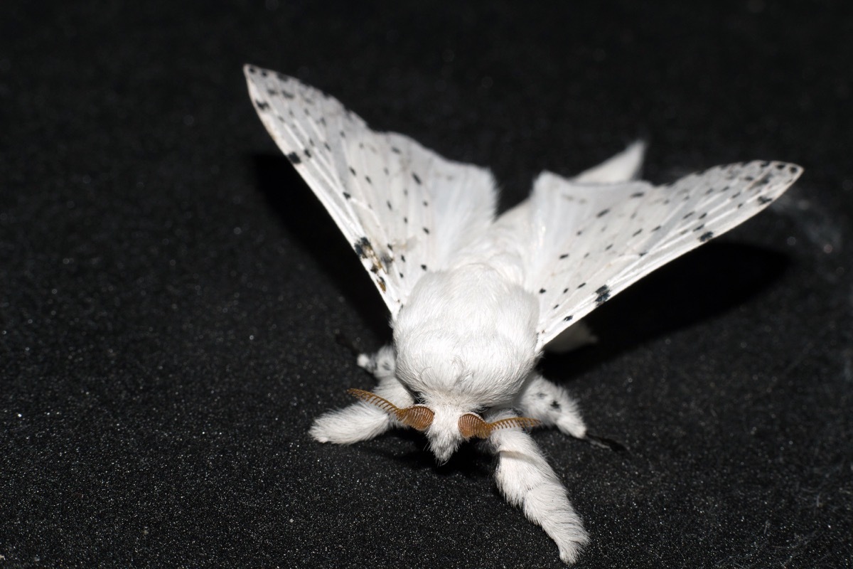 Poodle moth