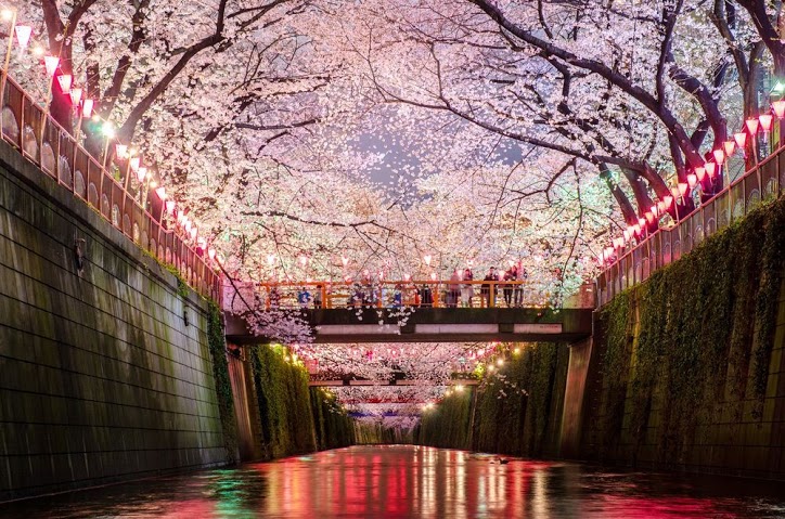 these-photos-of-japanese-cherry-blossoms-are-out-of-this-world-11