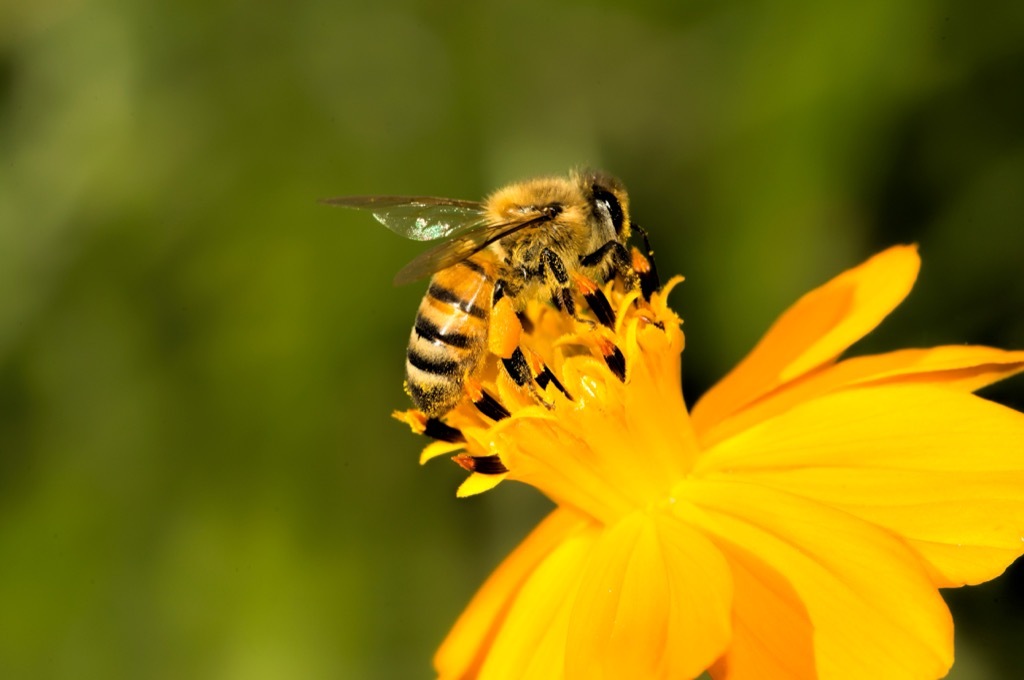 Bee 30 oldest animals on earth