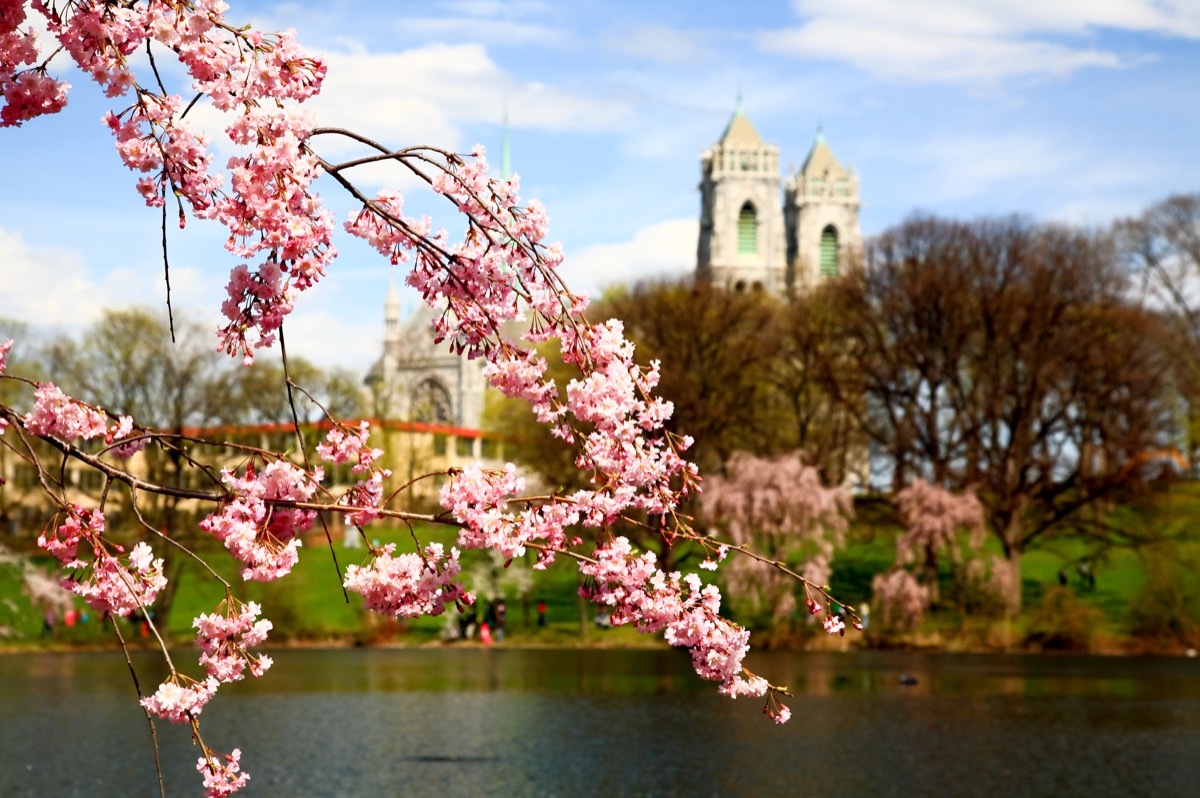 branch brook park cherry blossom festival