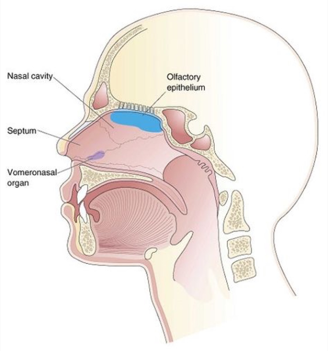 jacobson's organ