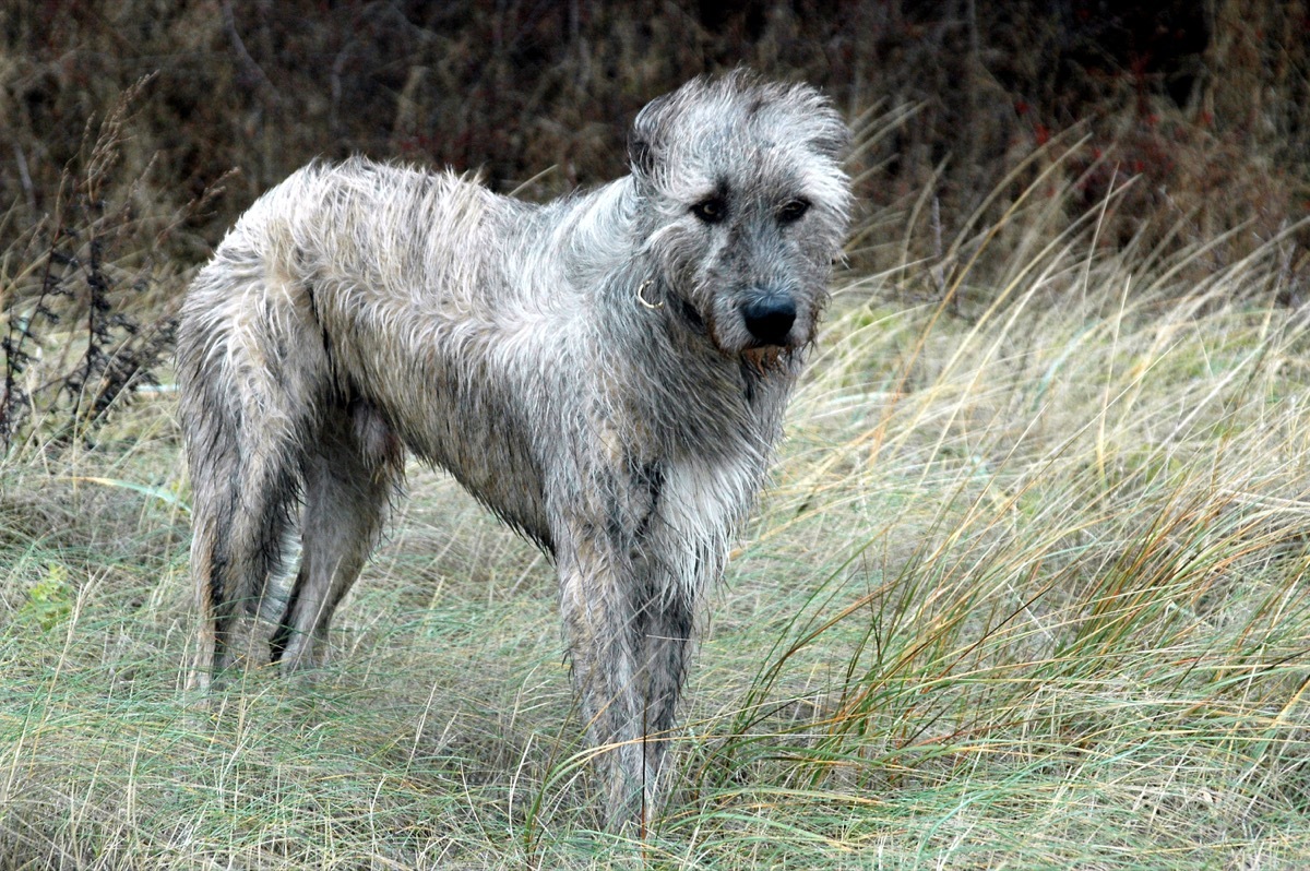 wolfhound dog