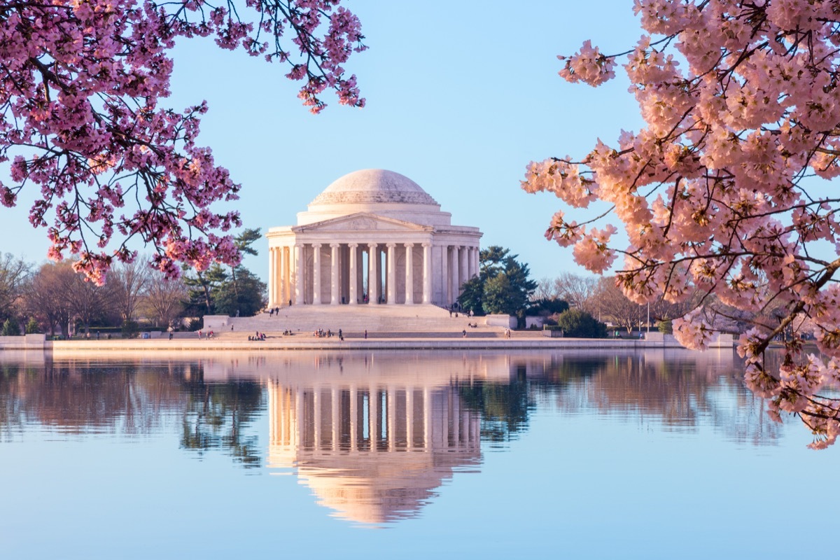 Cherry blossoms Washington DC