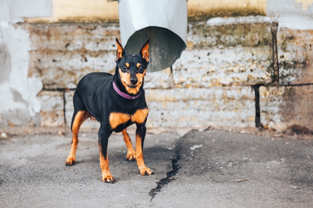 doberman pinscher dog