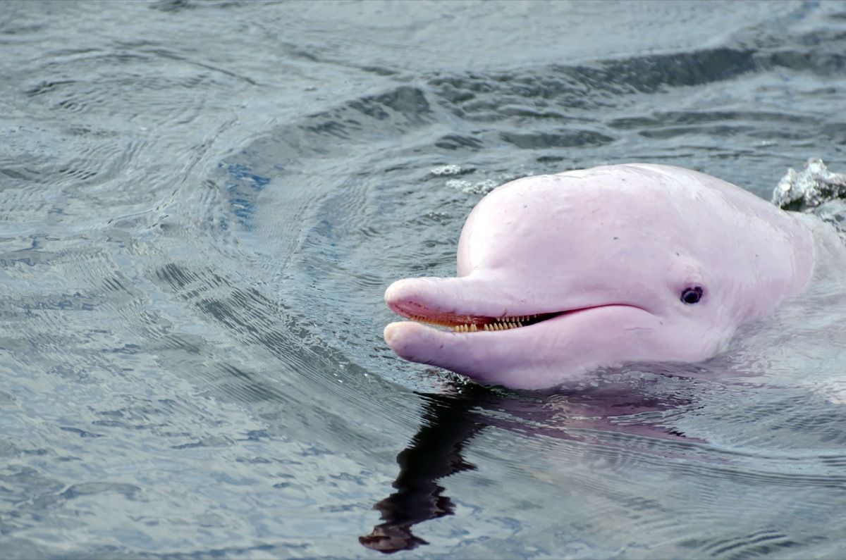 Pink dolphin