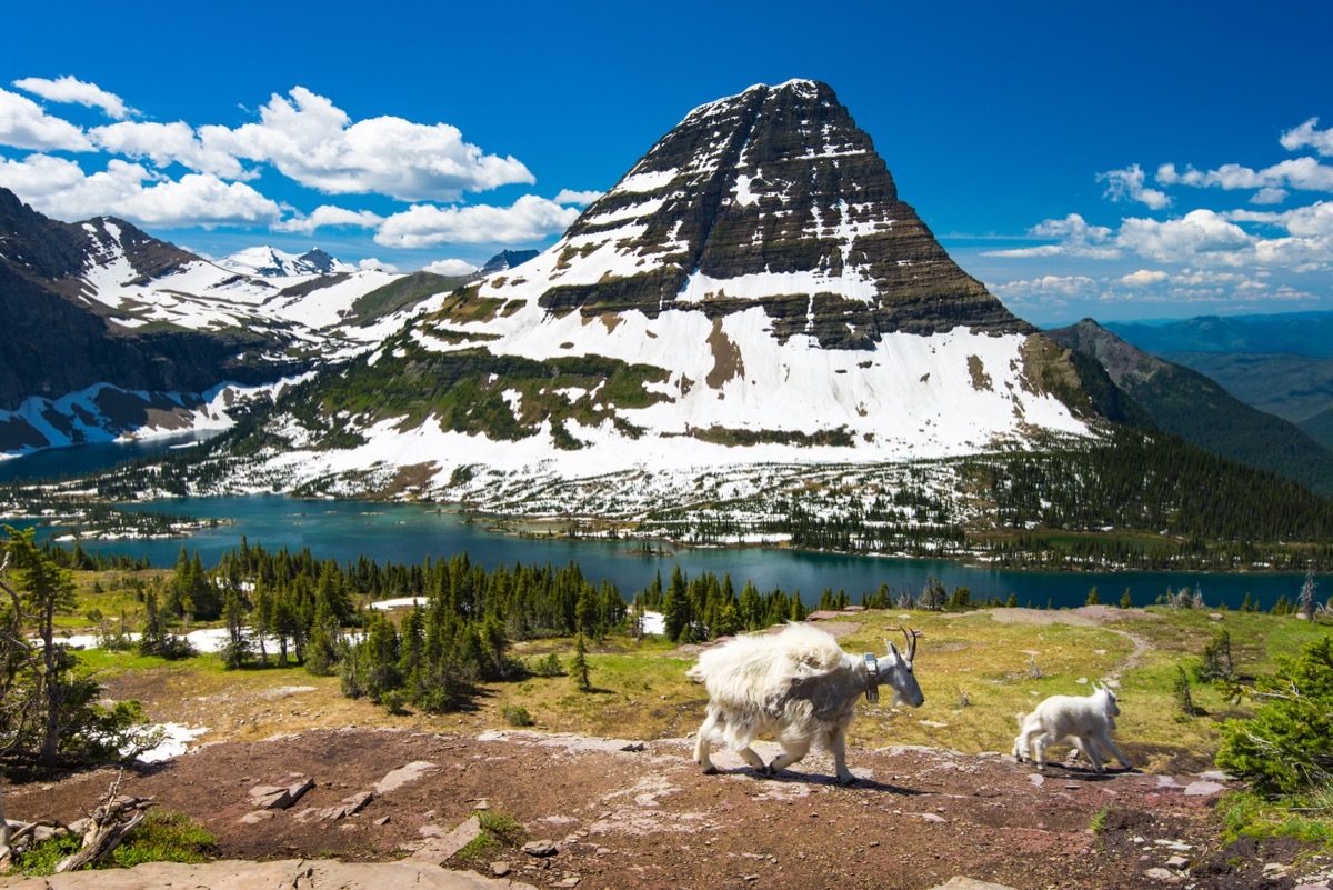 glacier national park with mountain goats roaming around