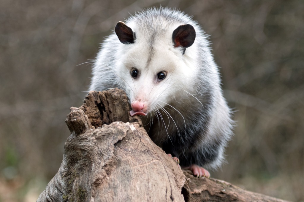 opossum Craziest facts