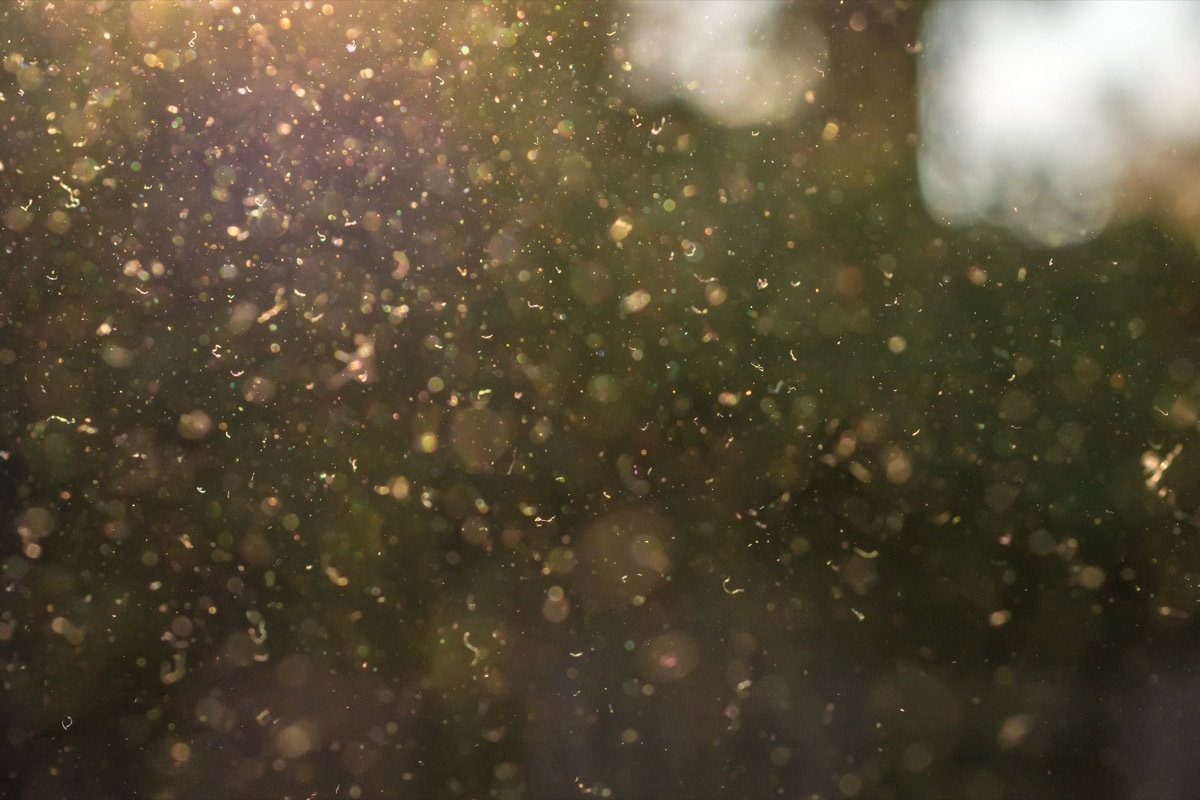 dust and pollen flying through the air