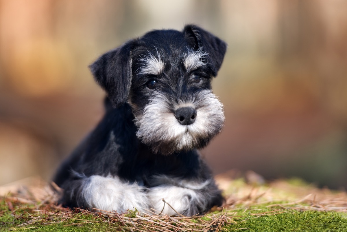 adorable miniature schnauzer puppy lying down outdoors 