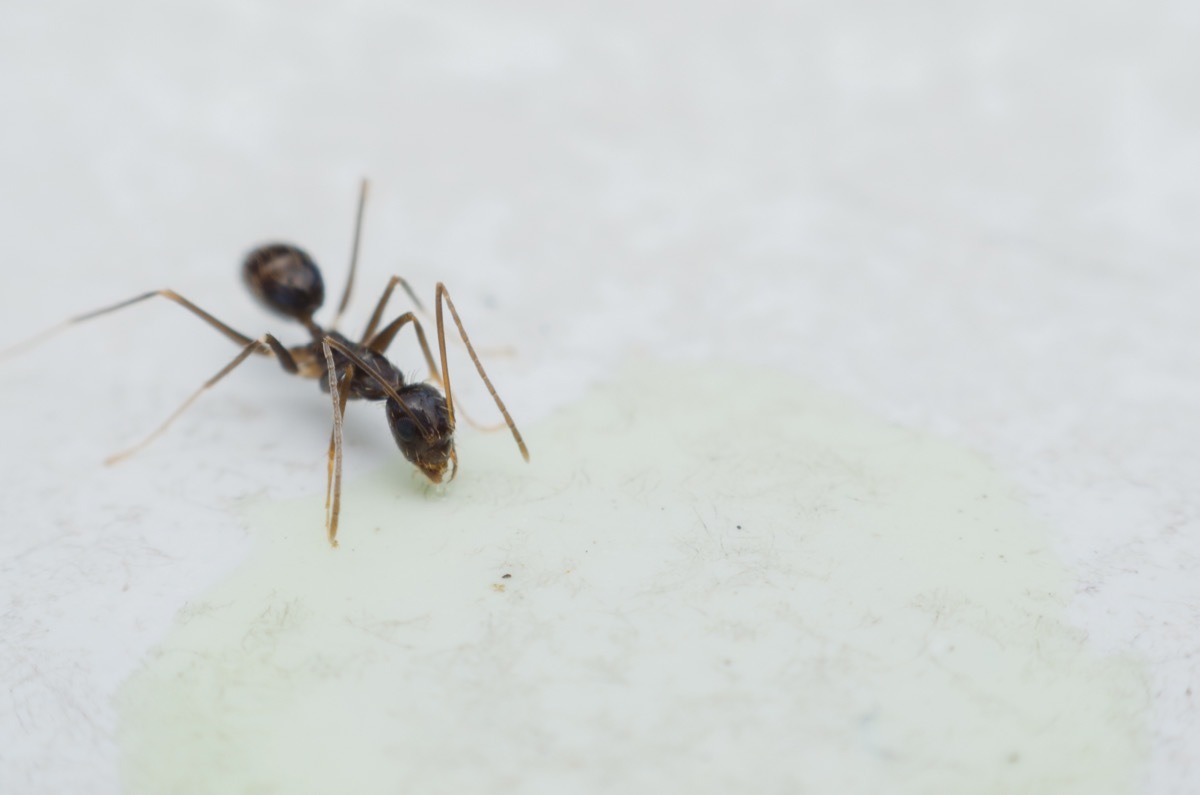 small feather ant eating syrup on marble table.