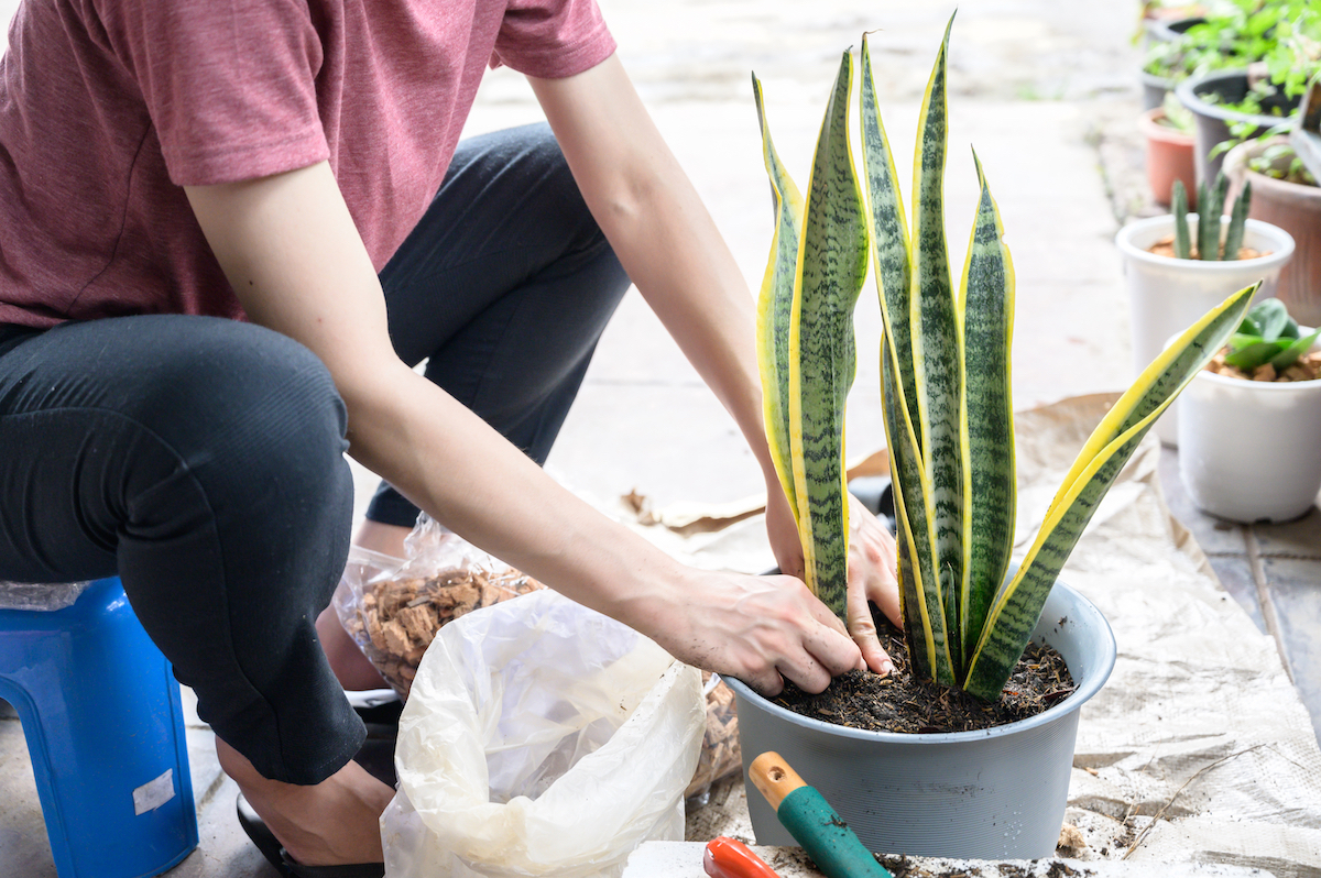 Gardener planting Snake Plant in a pot