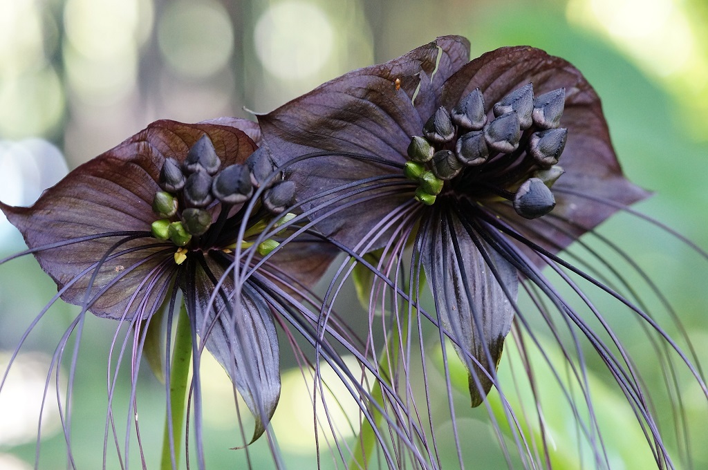 Black Bat Flowers terrifying plants