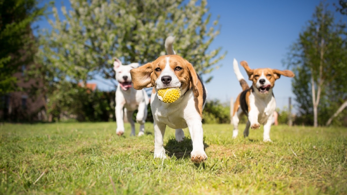 dogs playing in park with ball