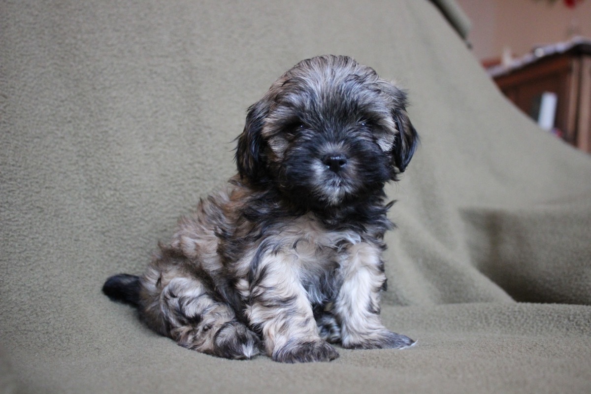 Shih Poo