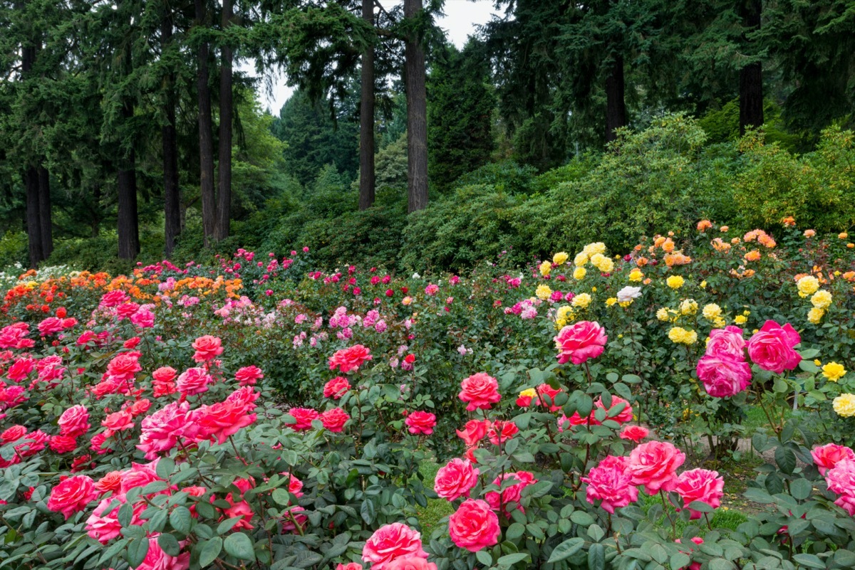 red, pink, orange, and yellow roses with a forest in the background