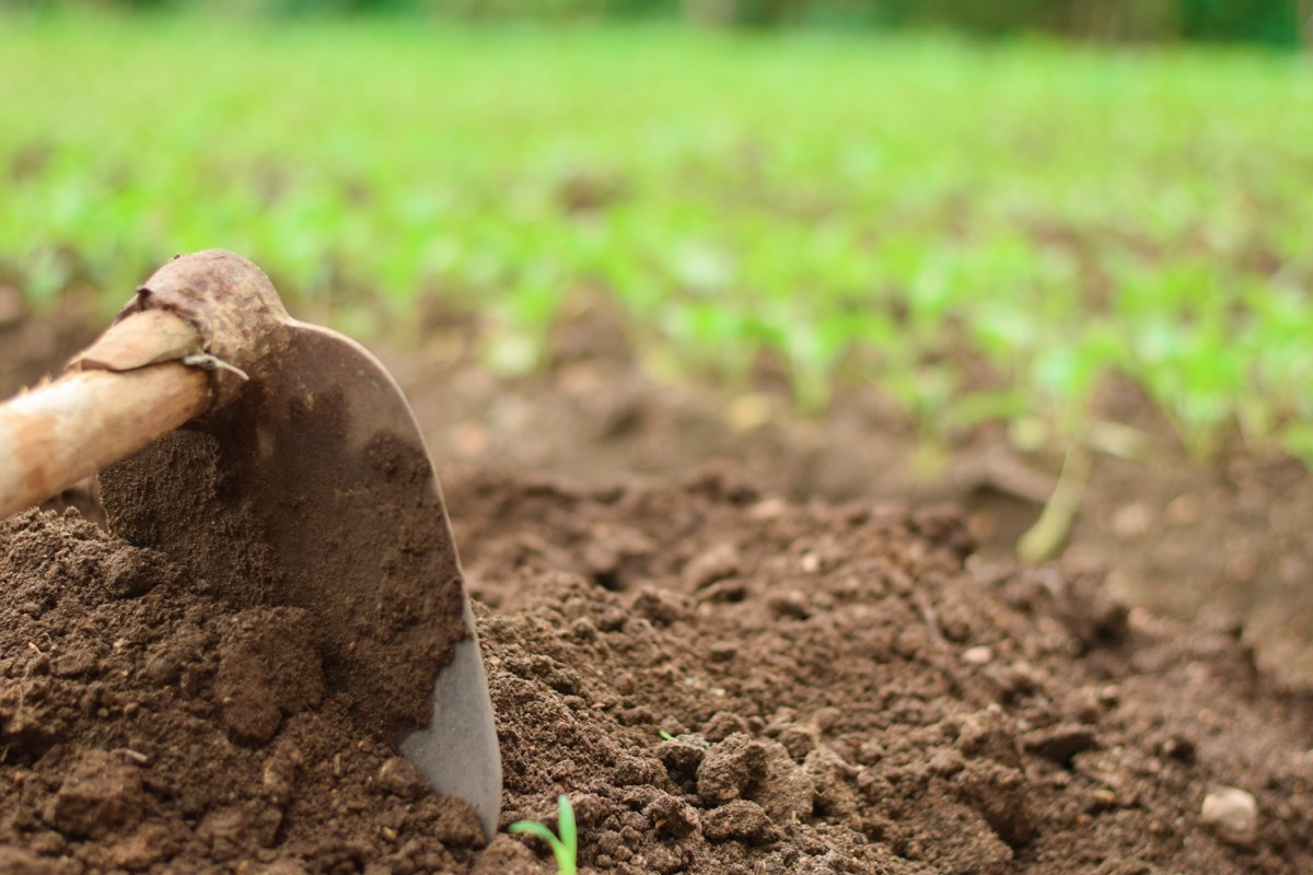 gardening tool, hoe