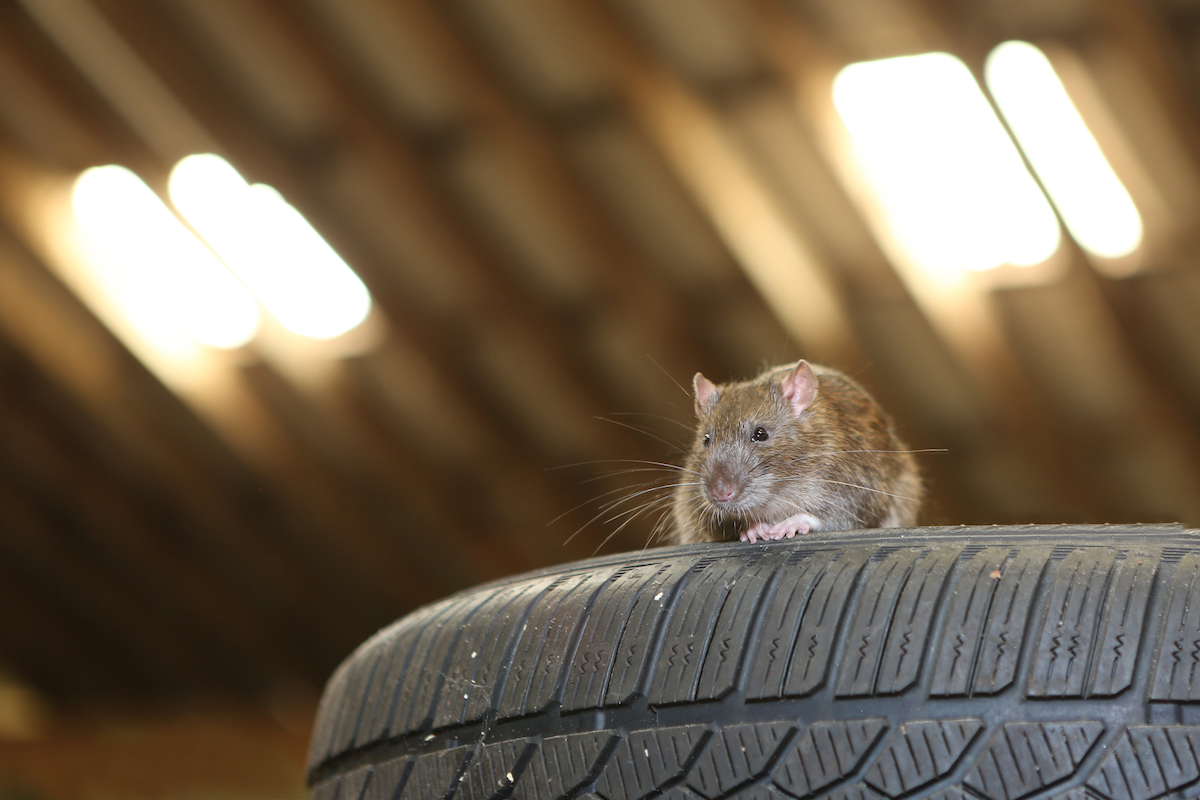 rat on car tires