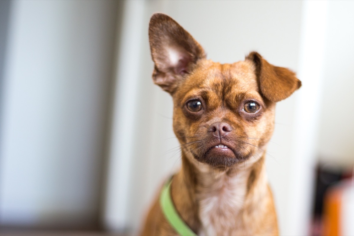 Chihuahua Pug Mixed breed Dogs