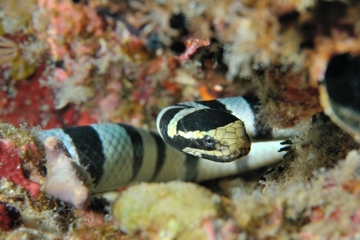 Sea snake