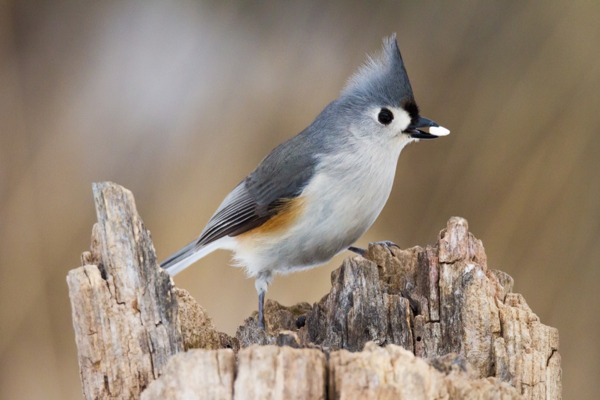 tufted titmouse